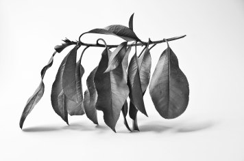 Texture---leaf